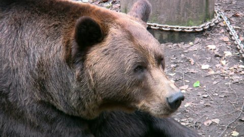 Brown Bear in captivity 5
