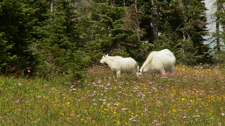 Mountain Goats eating in flowered meadow