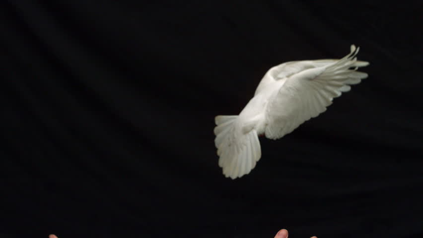 Hands releasing a white dove of peace on black background in slow motion