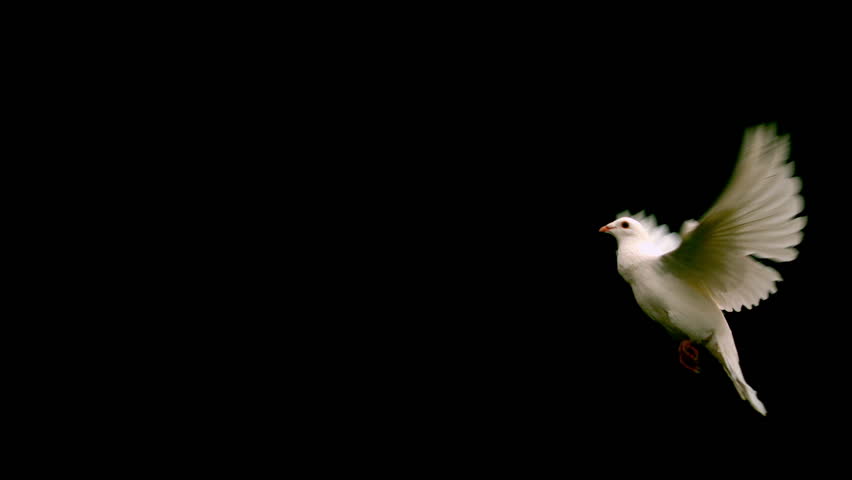 White dove flying across black background in slow motion
