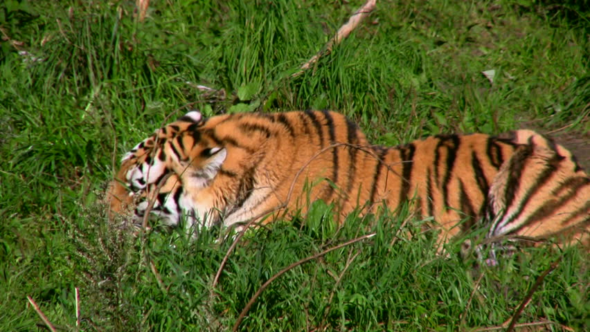 Siberian Tiger Eating Meat 1 Stock Footage Video 100 Royalty Free