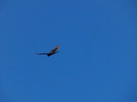 High Speed Camera : Golden Eagle 01 Flying