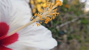 Close up 4k ultra high definition video footage of white hibiscus aloha flower blossom in garden