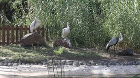 white storks at zoo