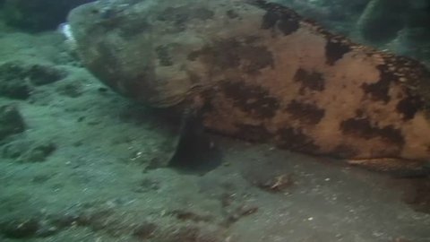 A Hardhead Catfish Ariopsis Felis Stock Footage Video 100 Royalty Free Shutterstock A Hardhead Catfish Ariopsis Felis Stock Footage Video 100 Royalty Free Shutterstock
