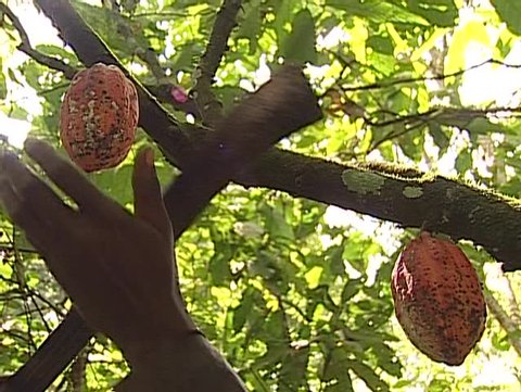 Pygmy tribe in Africa working harvesting cocoa, Cacao fruits on the tree