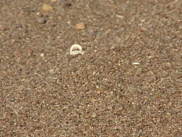 Horned lizard. Desert of Mexico