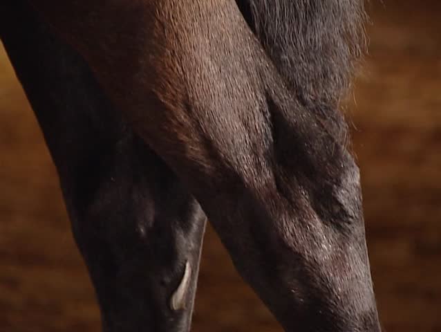 Man brushing Pure Spanish Horse