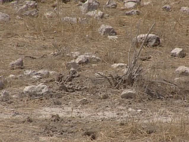 Zebra skeleton in the Etosha National Park