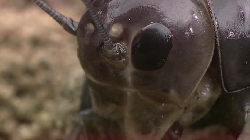 Crickets moulting the exoskeleton