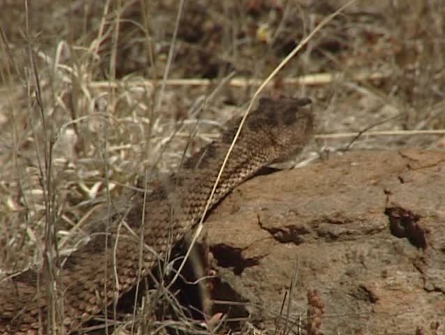 Rattlesnake in the Sonoran Desert