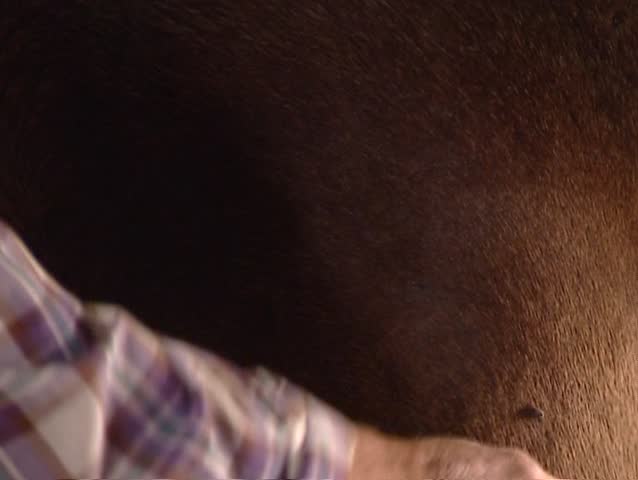 Man brushing Pure Spanish Horse.
