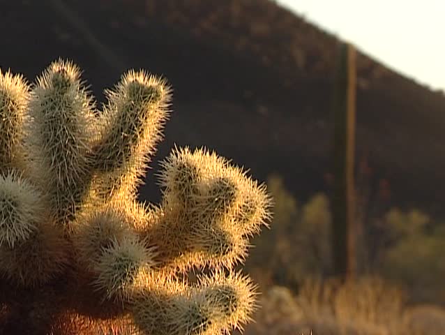 Sonoran desert