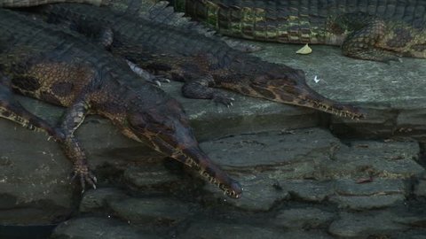 freshwater Crocodile Australia