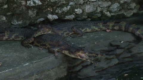 freshwater Crocodile Australia