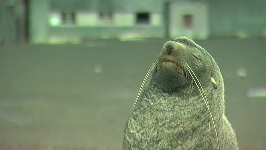 Close up shot. Sea lion