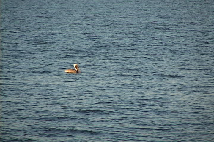 Lone pelican takes off from the water and flies into the air on the lower part of Mobile Bay in Alabama. 