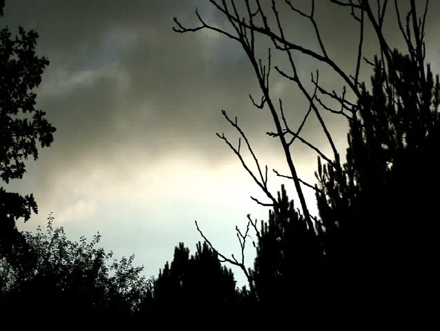 Dark Forest Scene