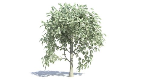 Money Tree Growing with Colored Matte