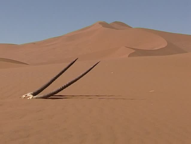 Oryx Skull in the Namib-Naukluft National Park
