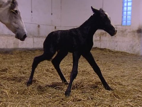 Pure Spanish horse foal takes her first steps