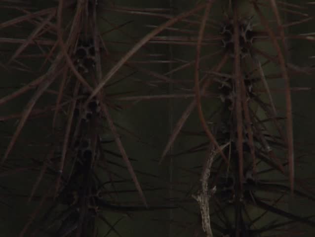 Sonoran desert
