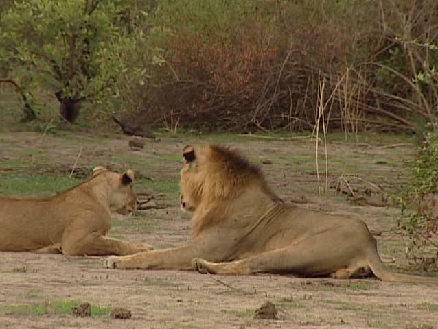 Couple of lions in the savannah
