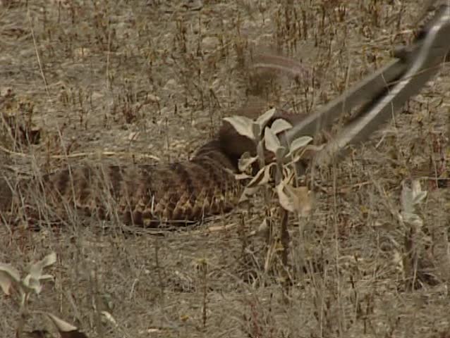 Rattlesnake in the Sonoran Desert