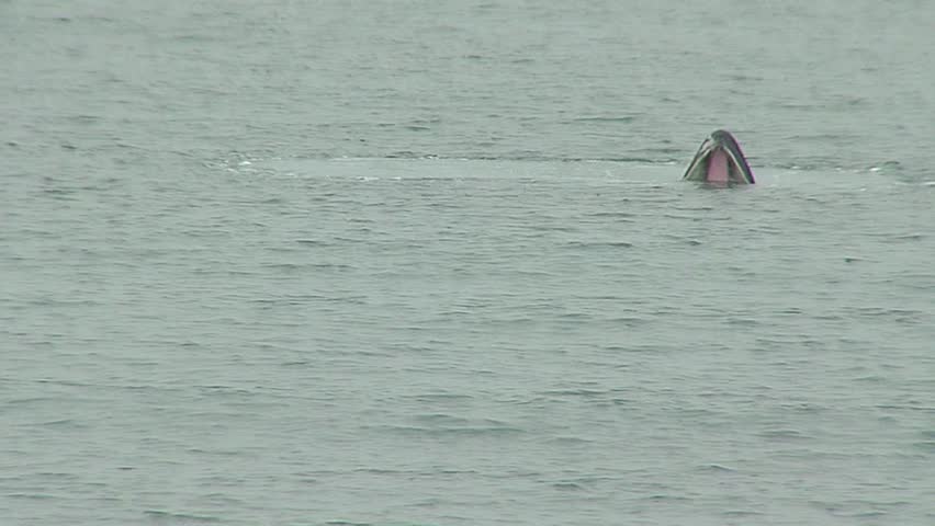 Humpback Whale Open Mouth Stock Footage Video (100% Royalty-free