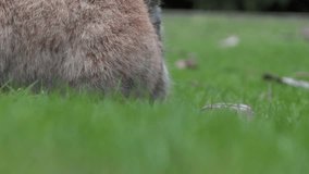 Funny Bunny Rabbit - Brown - 02 - Very Close Up on green grass at spring, summer, fall or autumn cloudy day. Related to wild nature, animal life, pet care, weather report, Easter holiday, kid event...