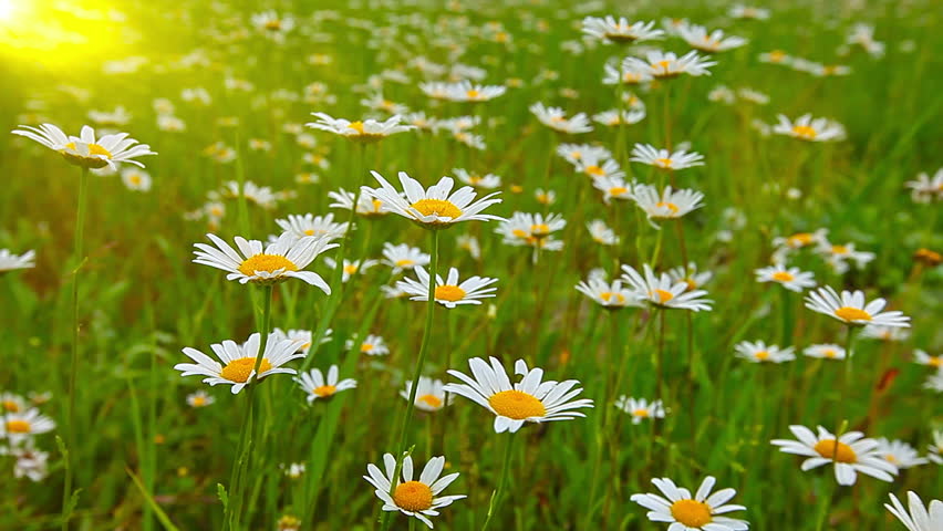Chamomile Flowers Stock Footage Video 100 Royalty Free 5685305