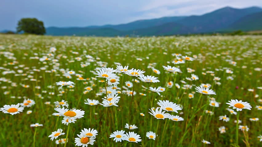 Chamomile Flowers Stock Footage Video (100% Royalty-free) 5685842 ...