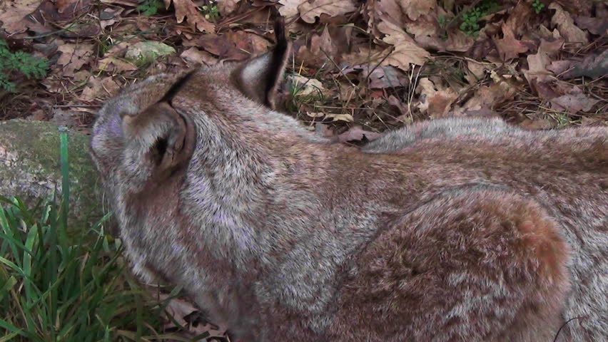 Close up of a lynx in the forest