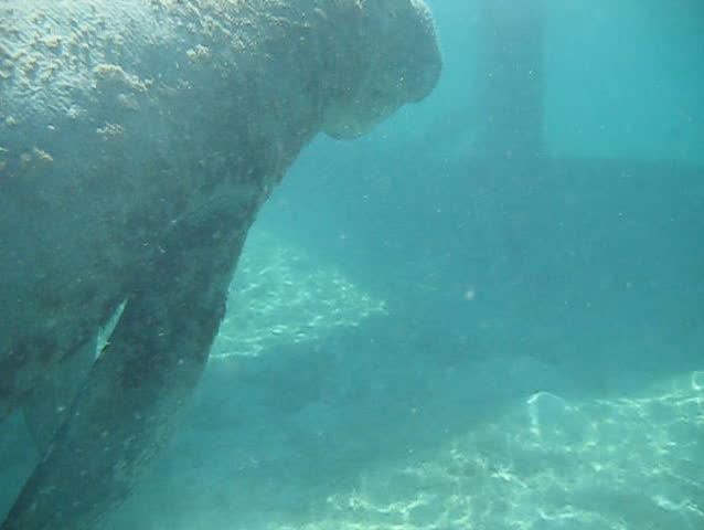 manatee at play