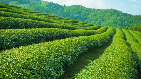 Video 1920x1080 - Growing tea close up. Highlands of Thailand