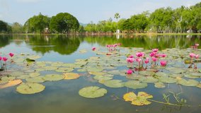 Video 1920x1080 - Ornamental pond in the park with lilies. Thailand. Sukhothai