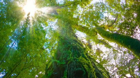Video 1920x1080 - The trees in the humid tropical forest covered with moss