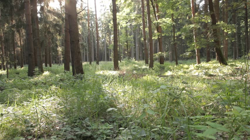 forest bike trails