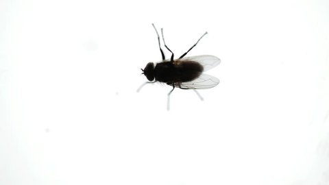 Nasty Housefly Indoor on a Window Pane
