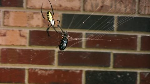 A beetle trapped in a spider's web soon becomes prey