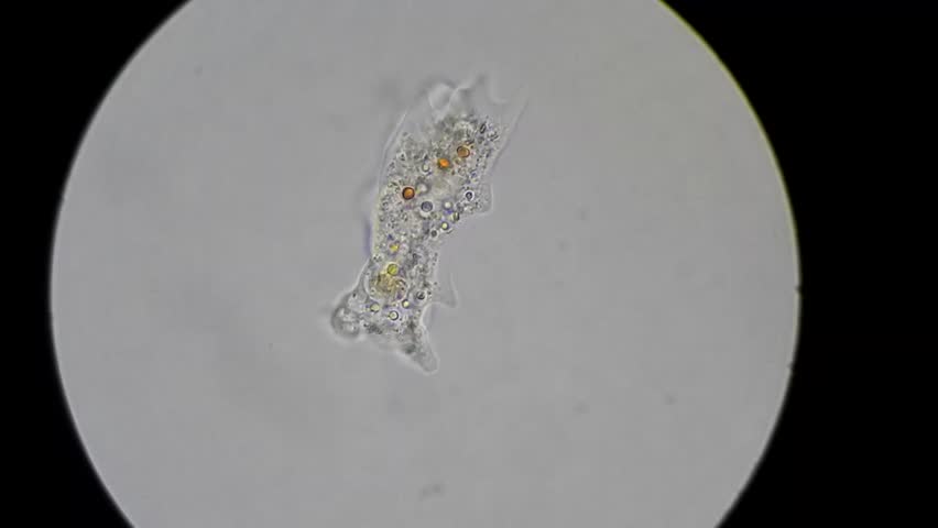 unicellular amoeba motion under microscope 600x: стоковое видео (без лиценз...