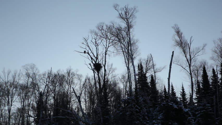 An eagle perches on a branch above her large nest on the Apostle Island National Lakeshore, Lake Superior, Wisconsin, Midwest USA. Bird, nest and treetops are silhouetted in the early morning light.