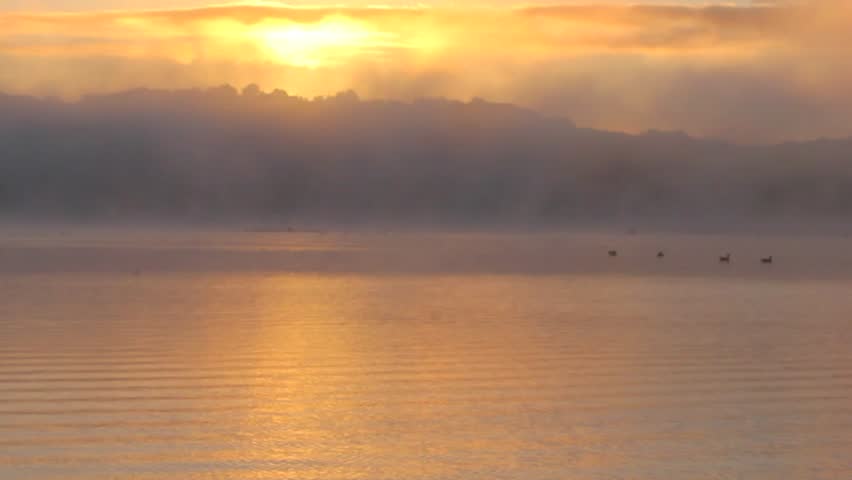 Geese on Water During Foggy Sunrise