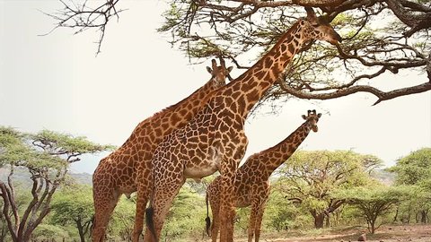 WILD Masai Giraffes (Giraffa camelopardalis tippelskirchi) feed on Acacia Tree in the Serengeti, Tanzania, Africa. This is the largest subspecies of giraffe & the tallest land mammal in the world. 