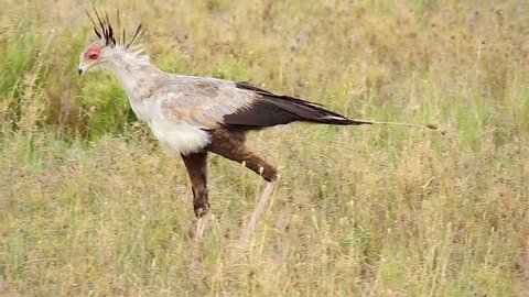 An Endangered Secretarybird or Secretary Bird (Sagittarius serpentarius) walks through the grass in search of its prey in the Serengeti, Tanzania, Africa. Can grow as tall as 1.3 m (4 ft).