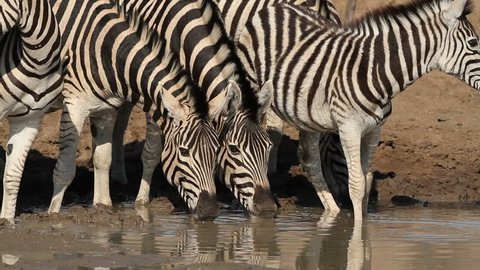 Plains (Burchells) zebras (Equus burchelli) drinking water, Pilanesberg National Park, South Africa