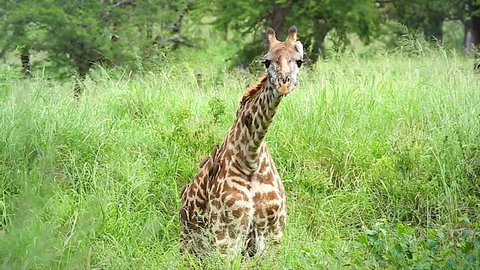 A WILD Masai Giraffe (Giraffa camelopardalis tippelskirchi) feeds on grass in the Serengeti, Tanzania, Africa. Many cleaner birds cling to animal & remove bugs & parasites (symbiosis or symbiotic).