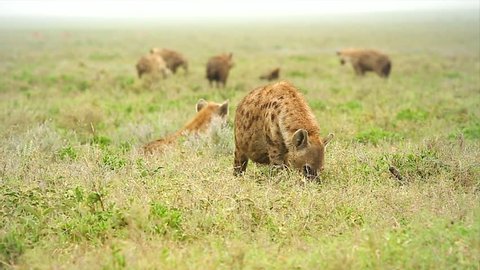 WILD Spotted Hyenas (Crocuta crocuta), also known as the Laughing Hyena or Tiger Wolf, scavenge an animal carcass in the Serengeti, Tanzania, Africa. Notice hyenas fighting over carcass in background.