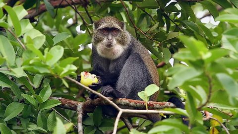 Blue or Diademed Monkey (Cercopithecus mitts) in a tree eating fruit in Jozani Forest on island of Zanzibar (Tanzania, Africa). Subspecies is Zanzibar Sykes's Monkey (C. m albogularis).