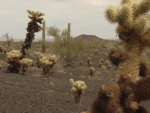 Sonoran desert